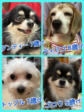 🐾今日の里親様募集中ワンコ🐶メンバーです🐾2022,11,1【保護犬カフェ天神橋店】